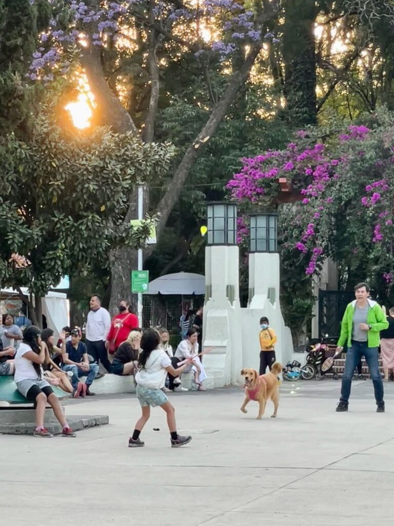 Parque México Badminton Dog