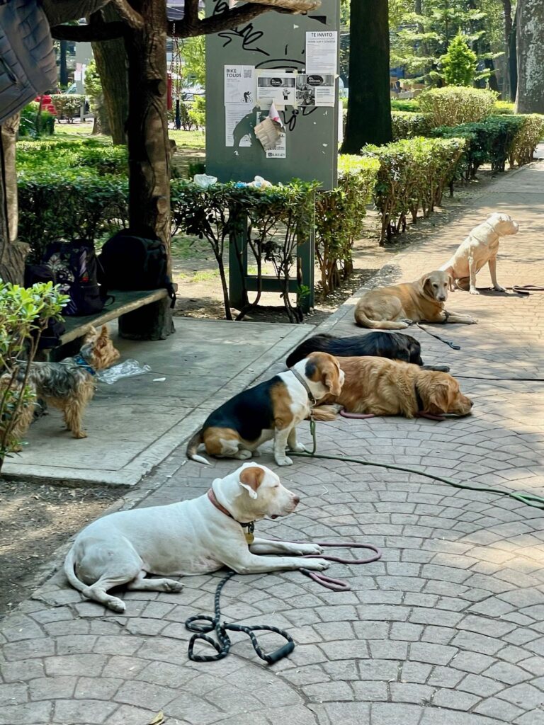 Dogs on a Walk Break in Parque Mexico