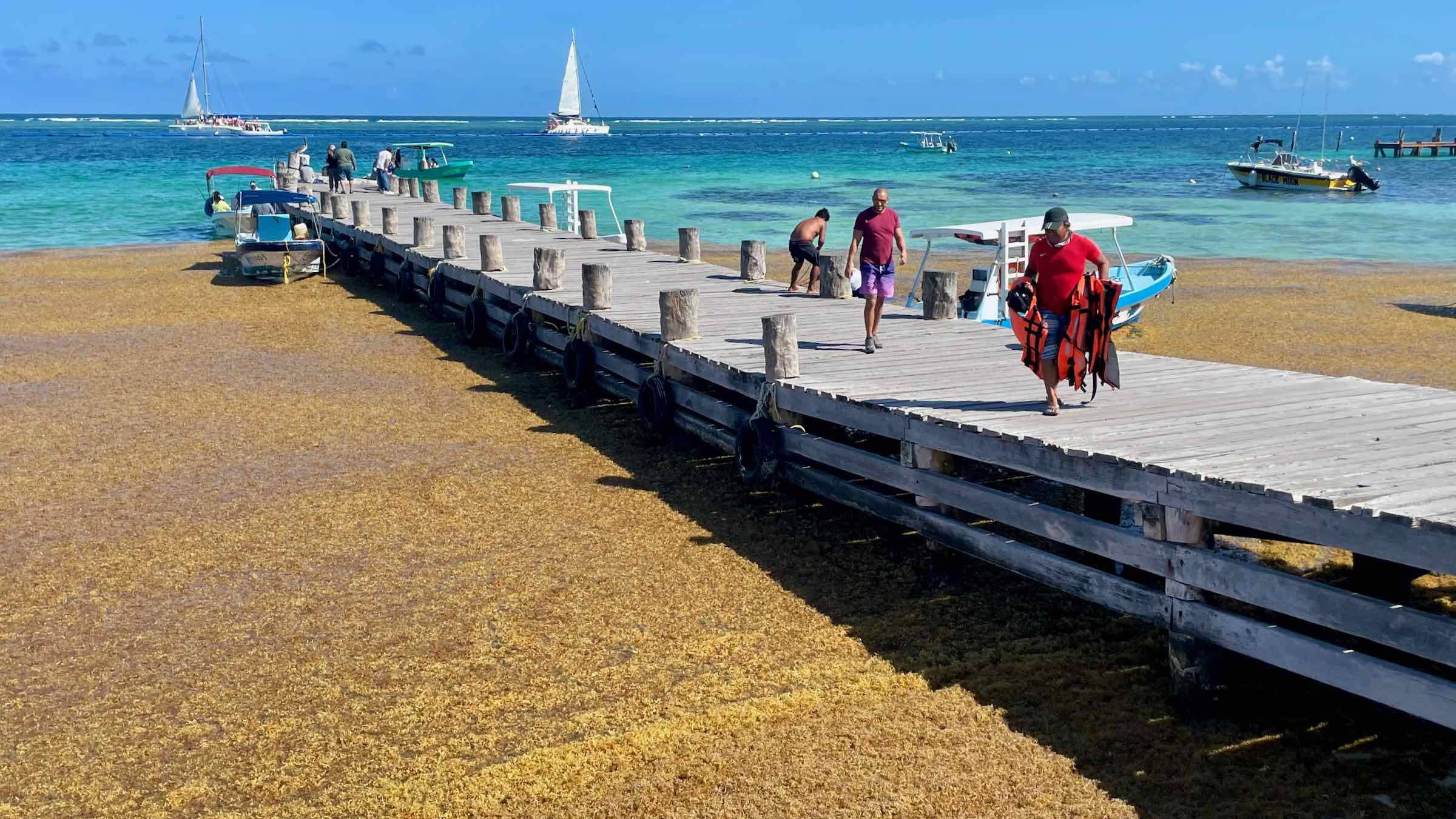 Sargassum