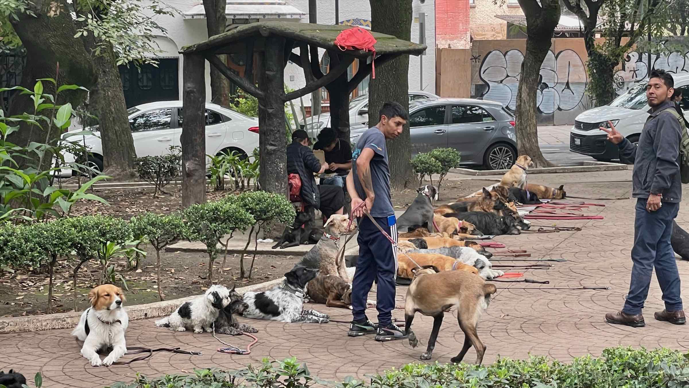 Professional Dog Walkers in La Condesa