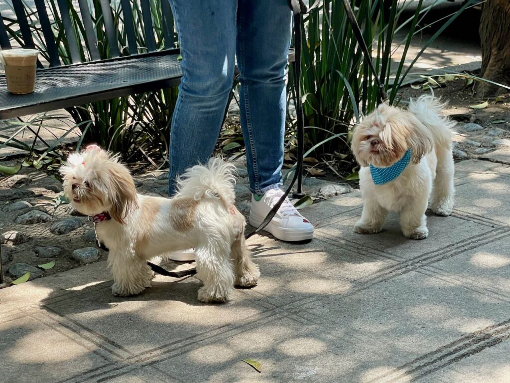 Pups Outside at Otro Café