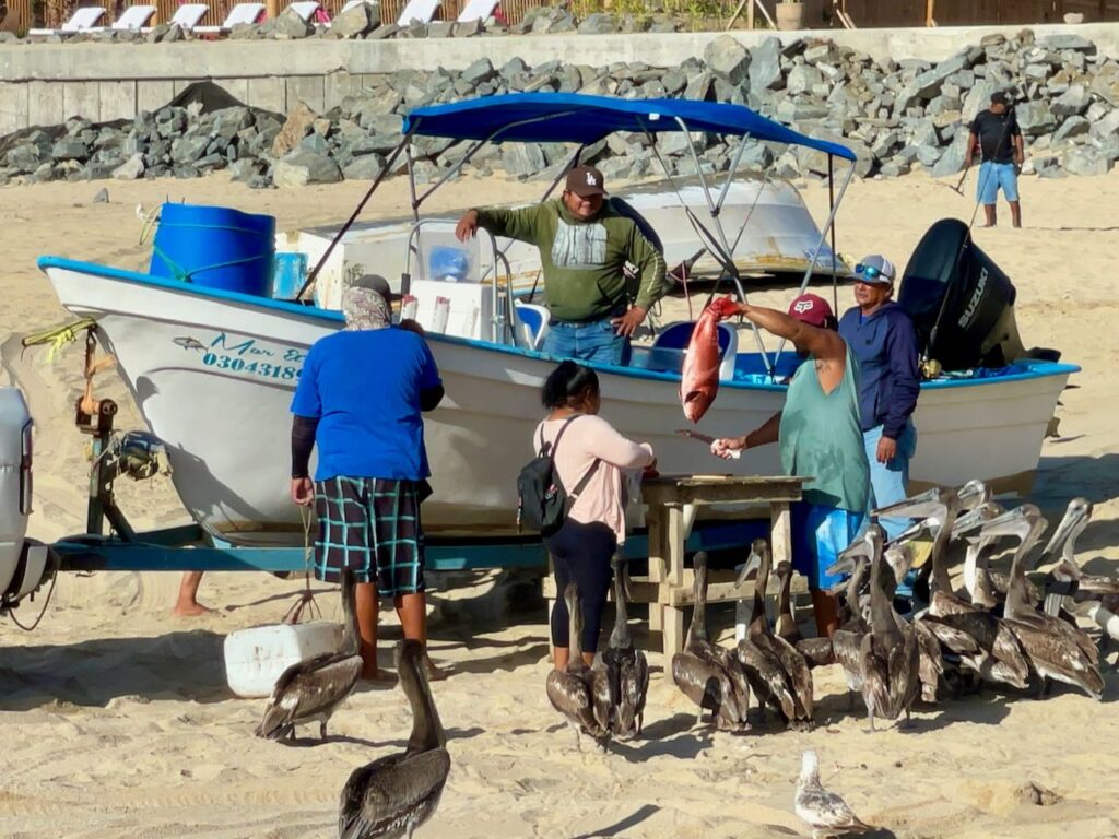 Cleaning Fish at Punta Lobos