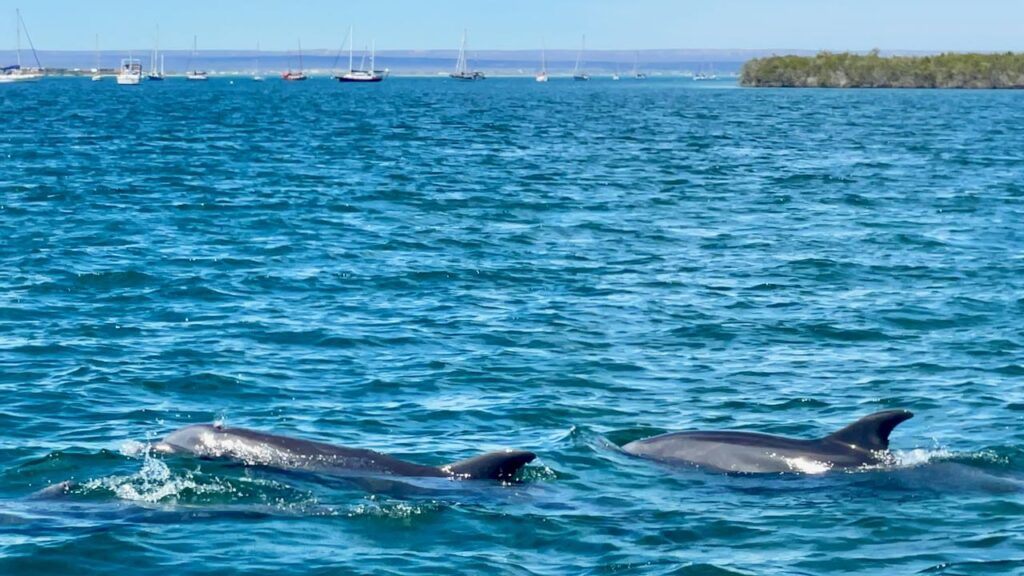 Dolphins in the Bay of La Paz Mexico