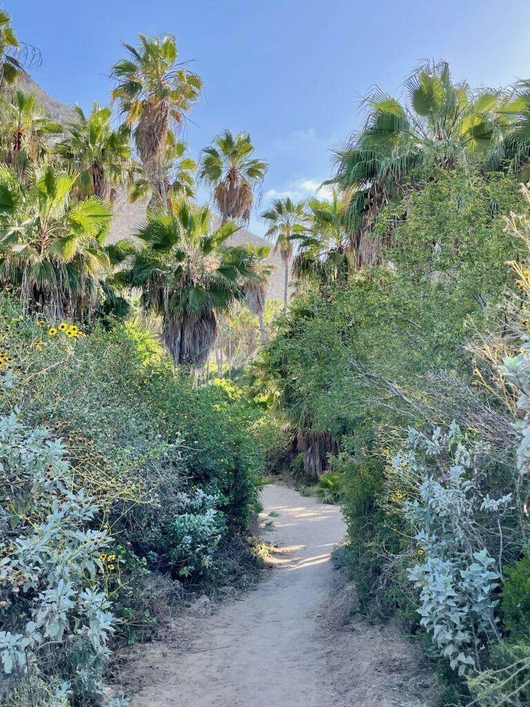 Path leading to Playa Las Palmas