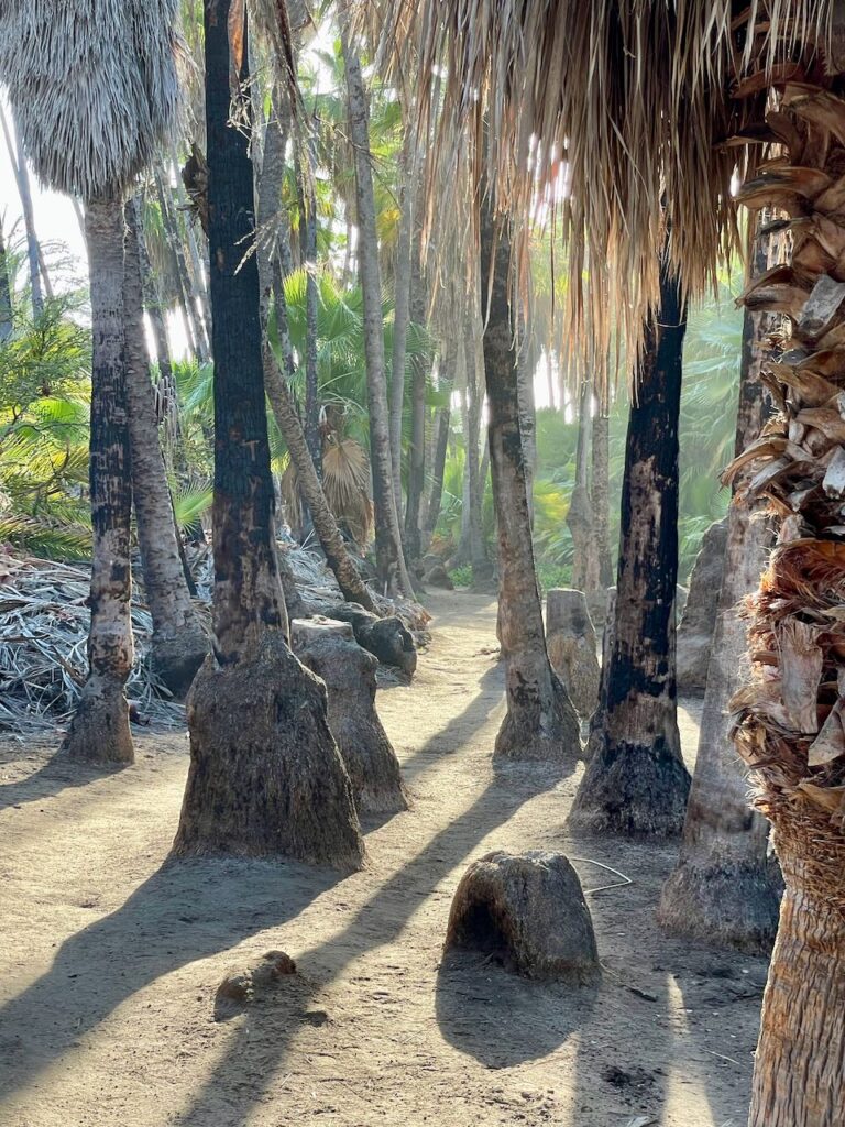 Path of palm trunks Playa Las Palmas