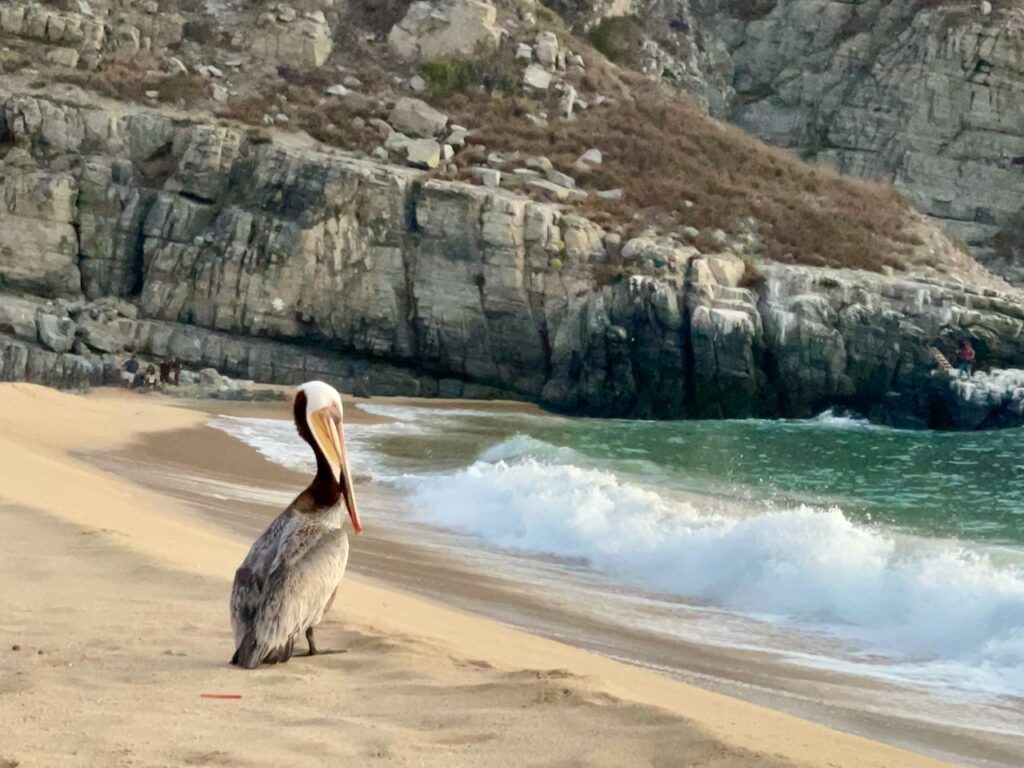 Pelican at Sundown Punta Lobos