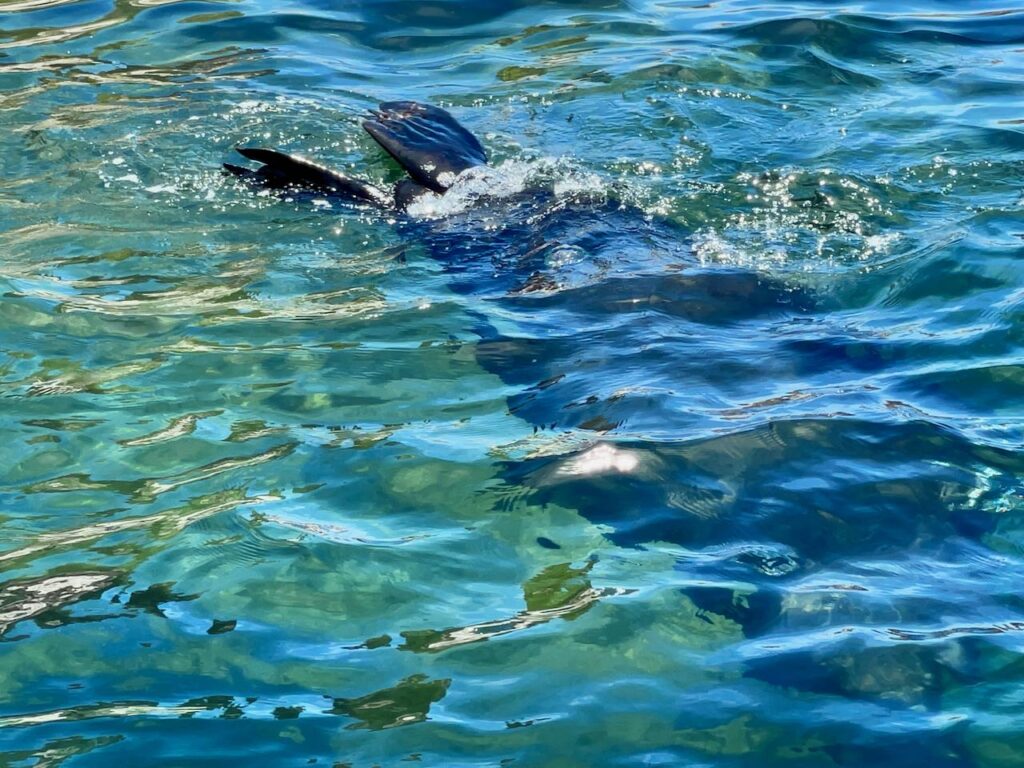 Sea Lion Diving at La Lobera BCS