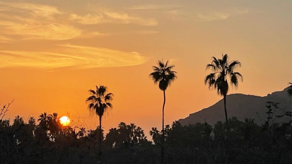 Sunset Palms at Playa Las Palmas