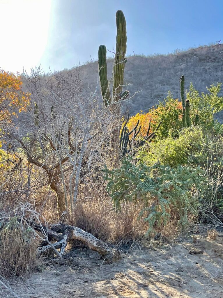 Vegetation on the way to Playa Las Palmas