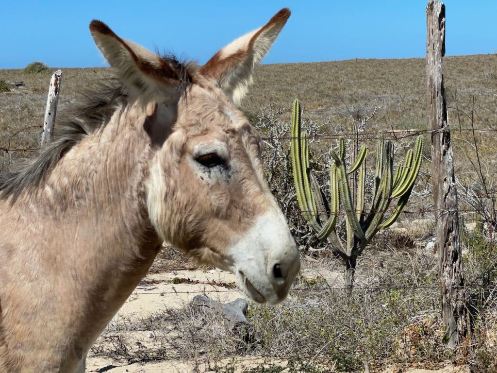 Wandering Burro near Playa Los Mangos Todos Santos