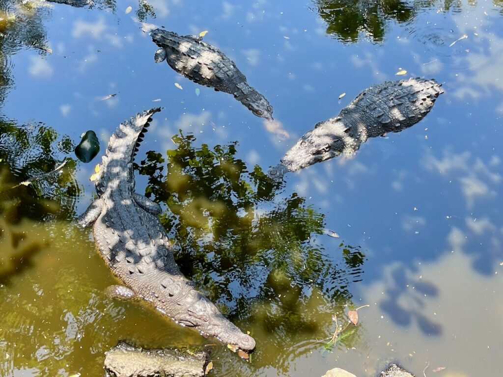 Crocs Sunning at Cocodrilario Tamakún