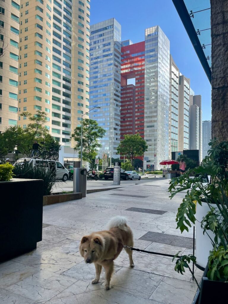 Dog and High Rises Santa Fe CDMX