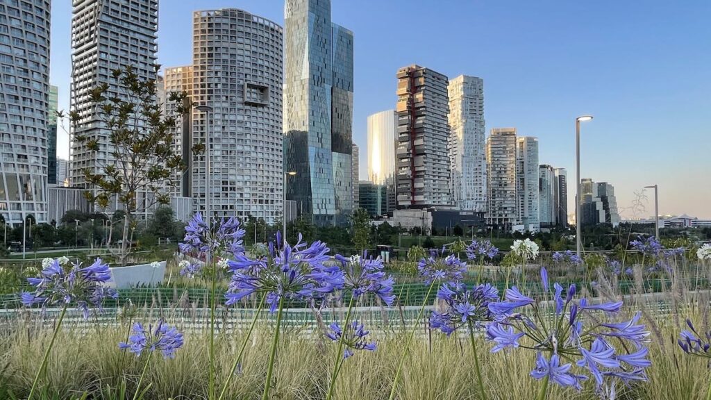 Flowers and Skyline, Santa Fe CDMX