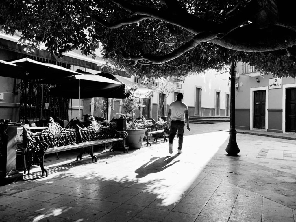 Morning under the laurel hedges, Guanajuato