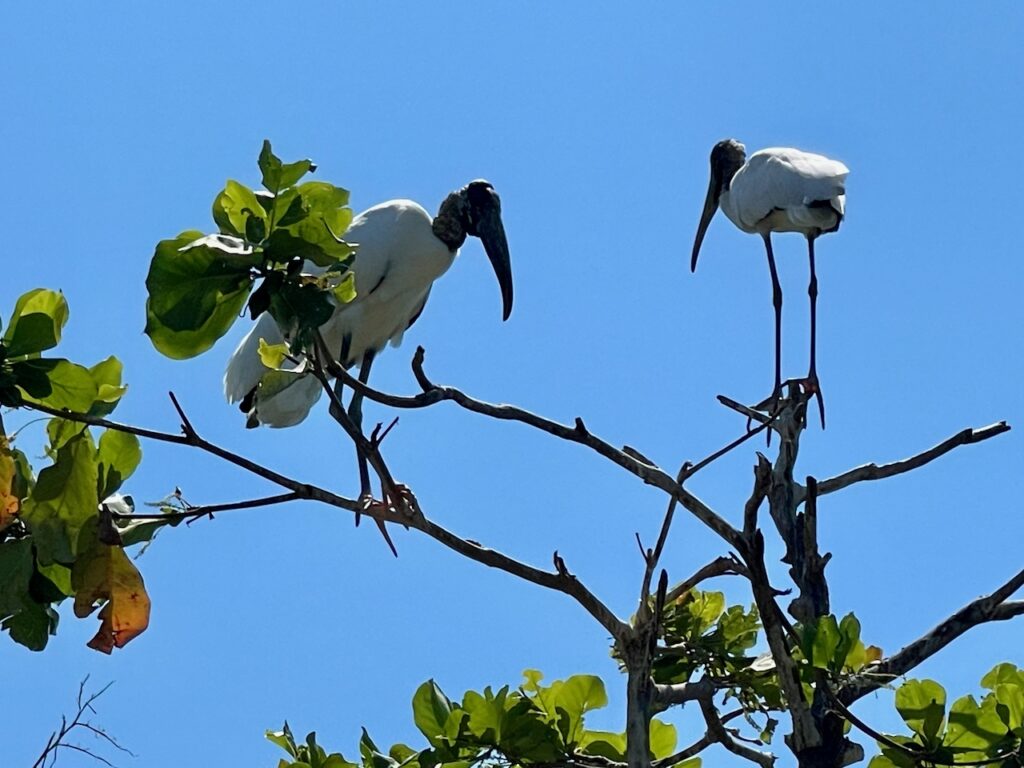 Wood Storks at Cocodrilario Tamakún