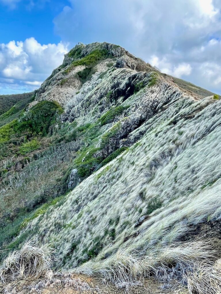 Heathered Hill Pillbox Hike Kailua