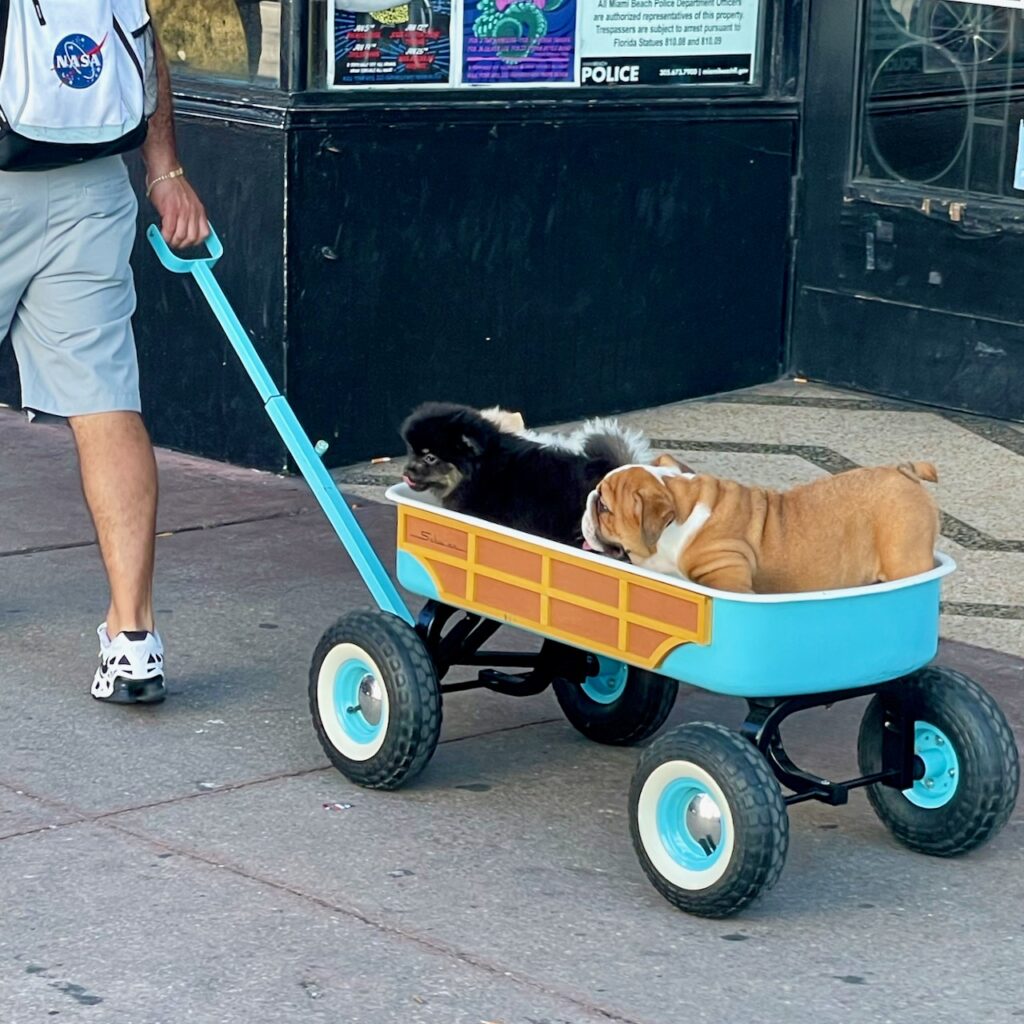 Pups in a Wagon South Beach Miami