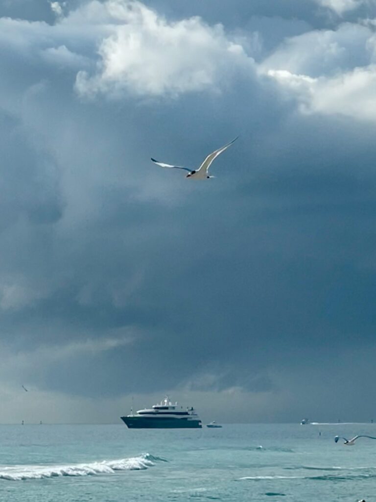 Seagull and Yacht South Beach Miami