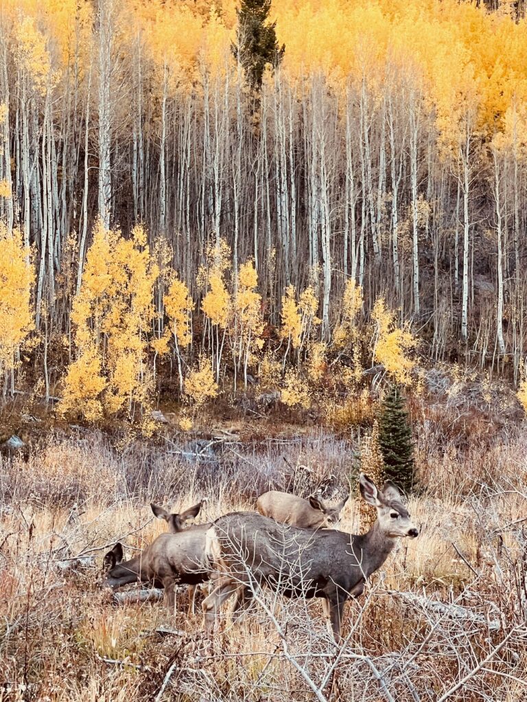 Deer Foraging in Autumn Colorado