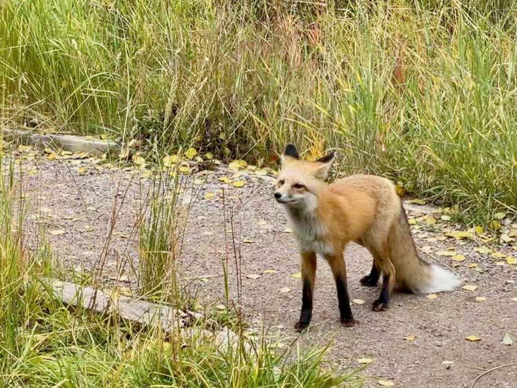 Fox at Maroon Bells Colorado