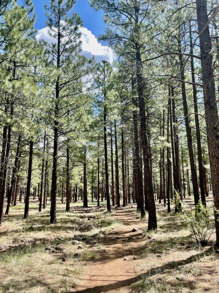 McPherson Park Flagstaff