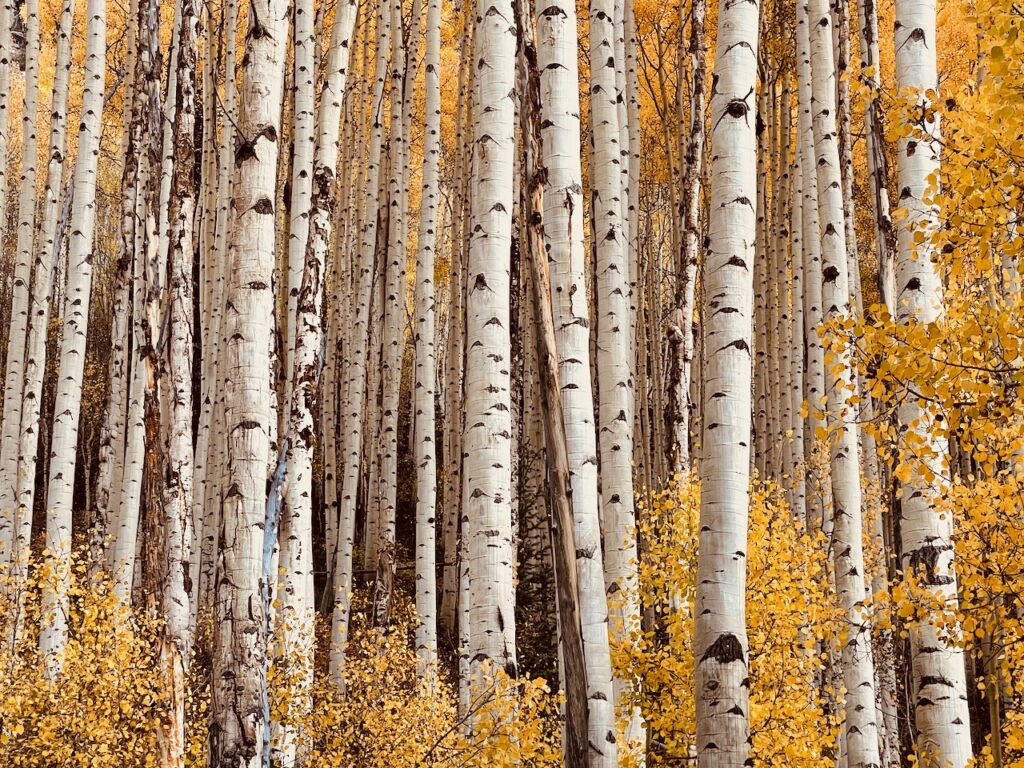 So Many Aspens Colorado