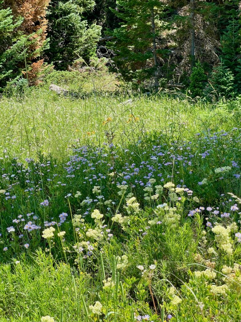 Summer Meadow Steamboat Lake State Park