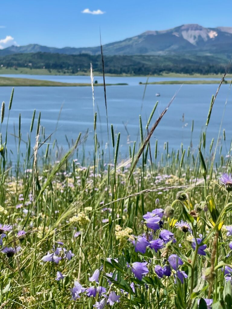 Summer Meadow at Steamboat Lake