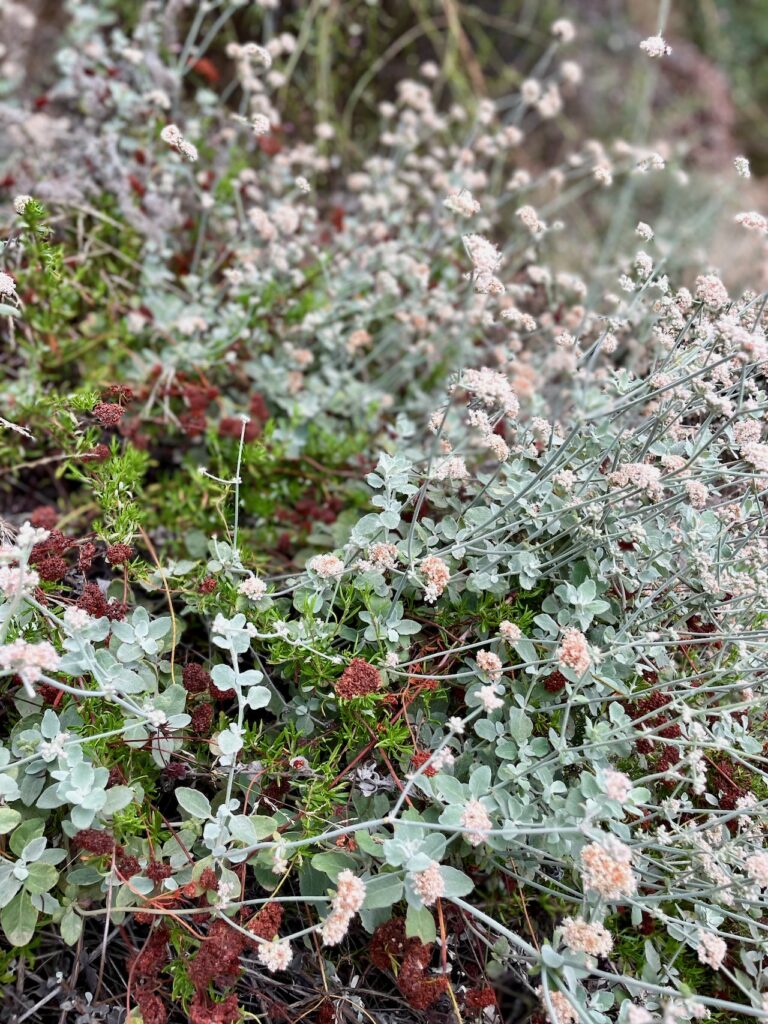 Bouquet bushes Temescal Canyon