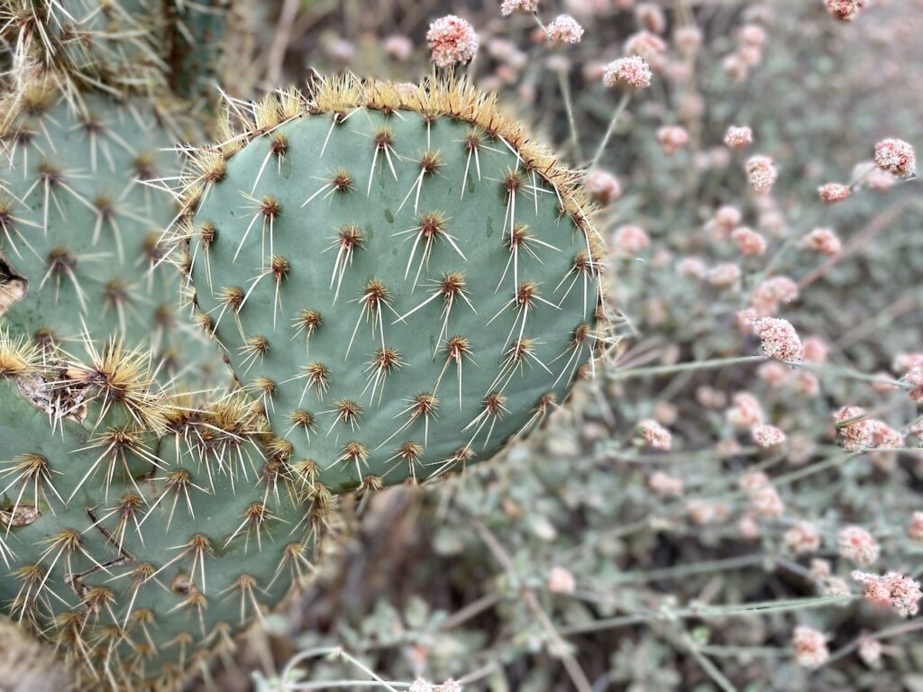 Cactus Temescal Canyon