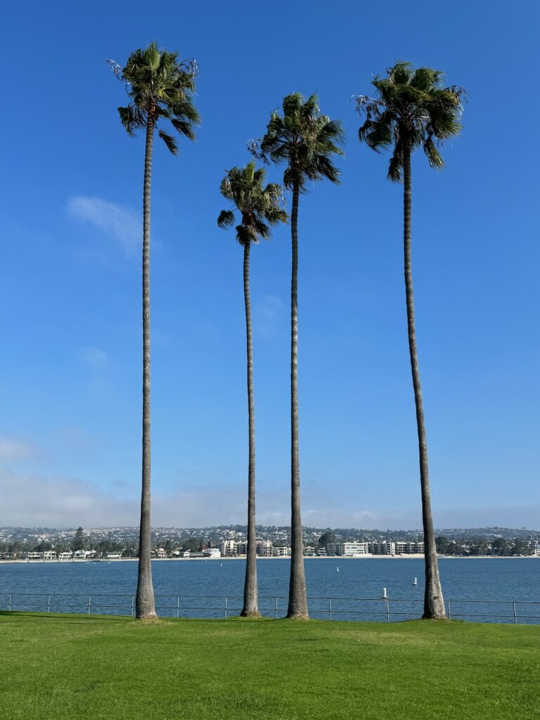 Mission Bay Palms San Diego