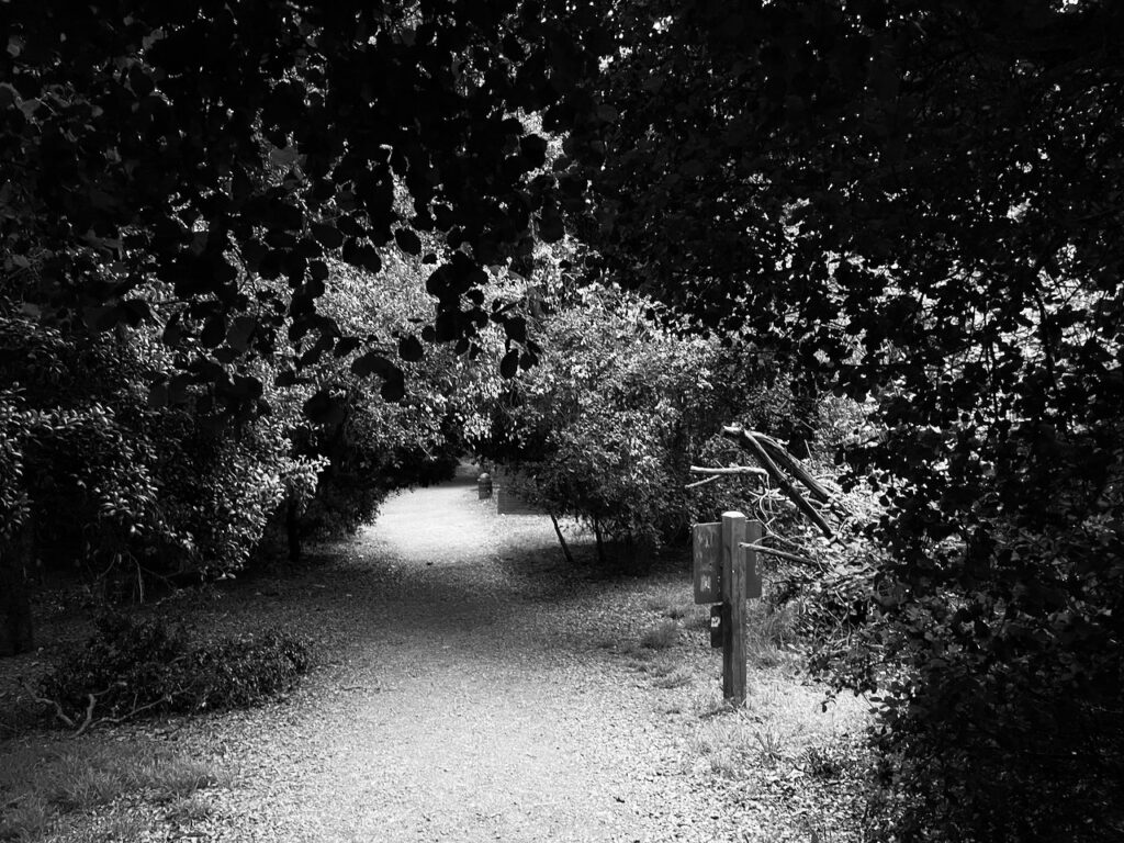 Path under the trees Temescal Canyon