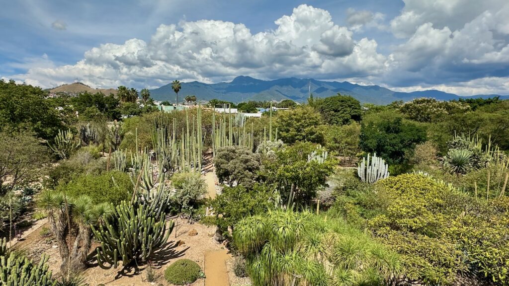 Botanical Garden of Oaxaca as seen from convent