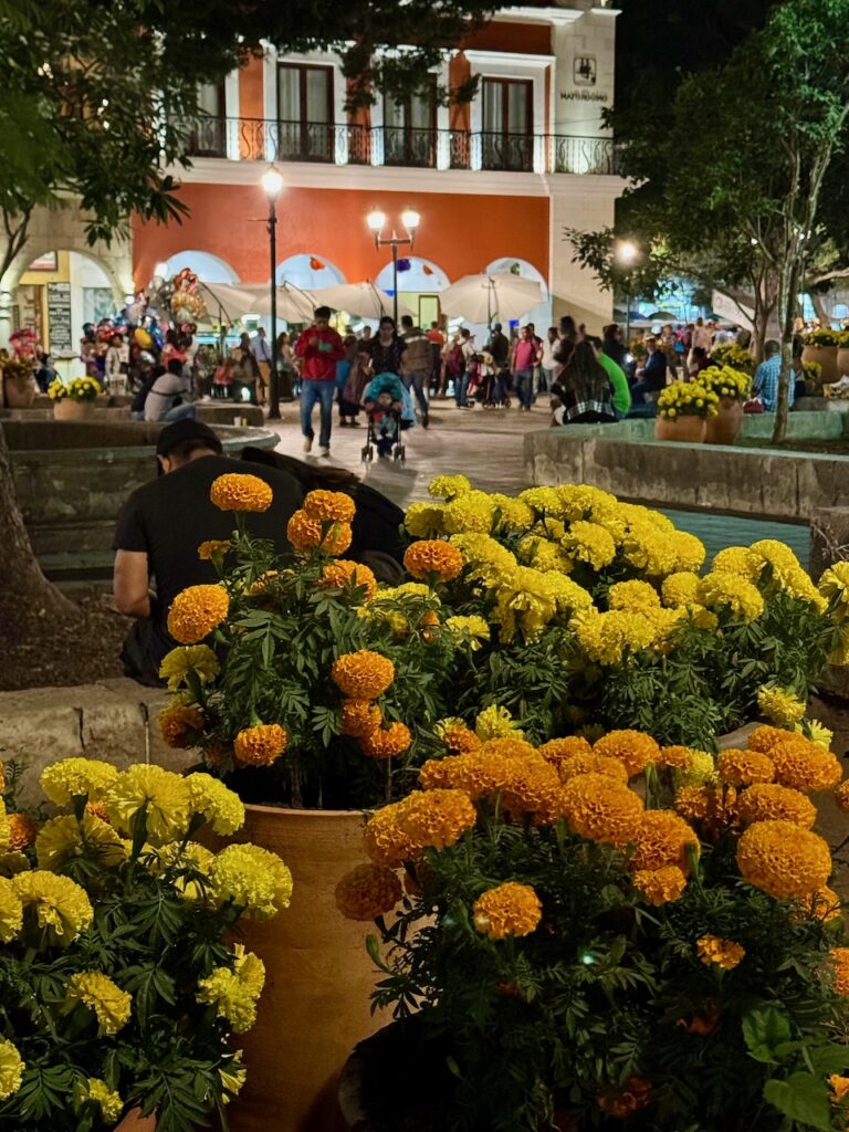 Cempasuchils at evening in the Zocalo Oaxaca