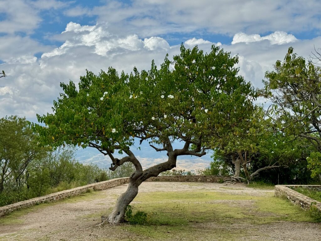 Tree and sky Monte Albán