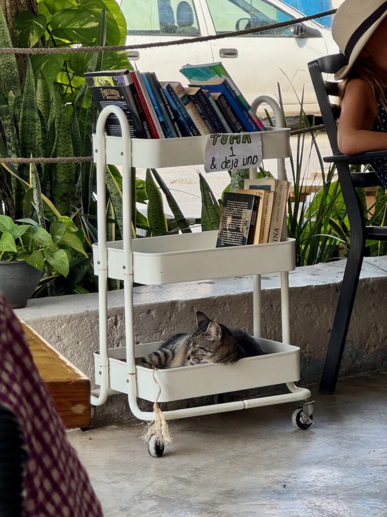 Leave the cat at Local Coffee Puerto Morelos